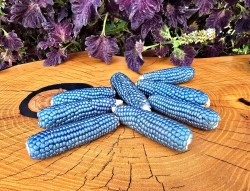 corn miniature blue2